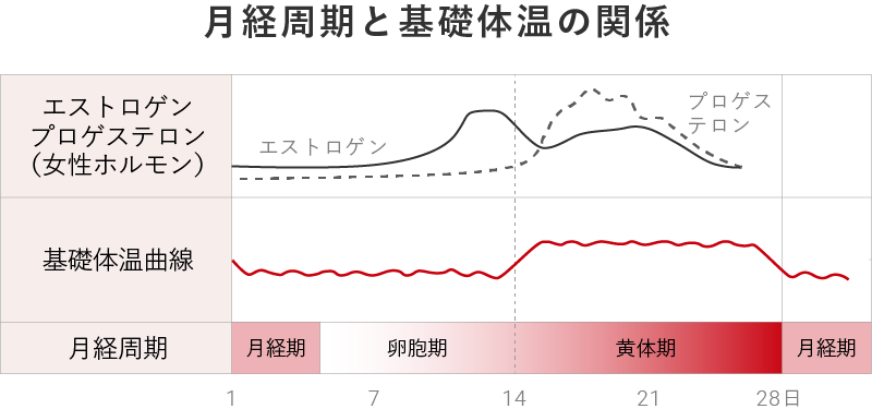 月経周期と基礎体温の関係