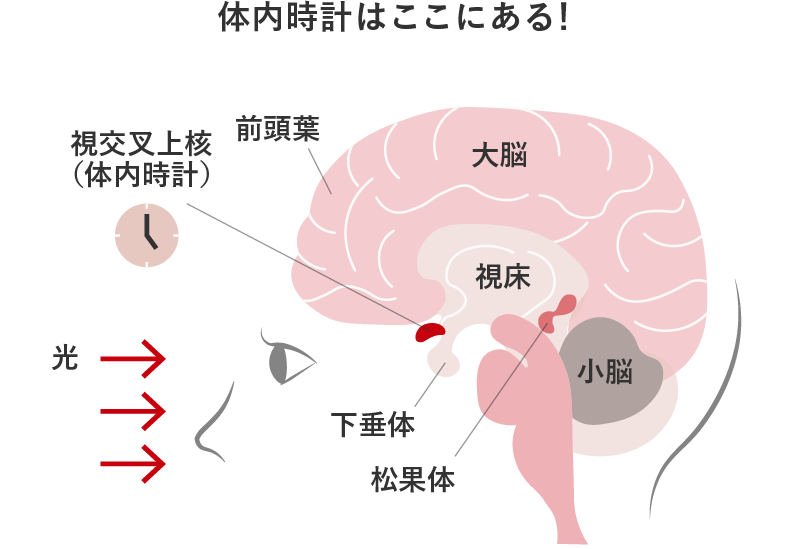 体内時計はここにある！