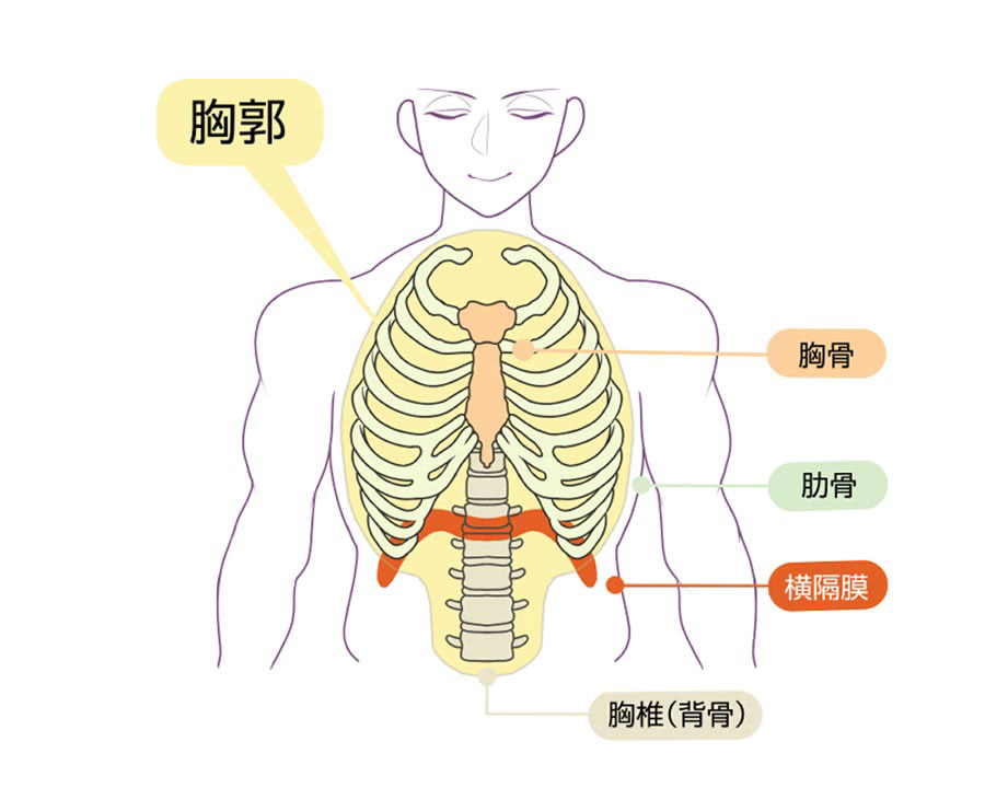 呼吸に関連する骨格や筋肉のイラスト