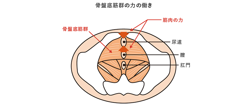 骨盤底筋群の力の働き