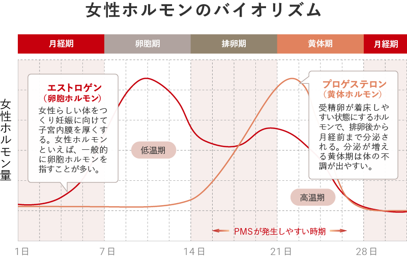 女性ホルモンのバイオリズム