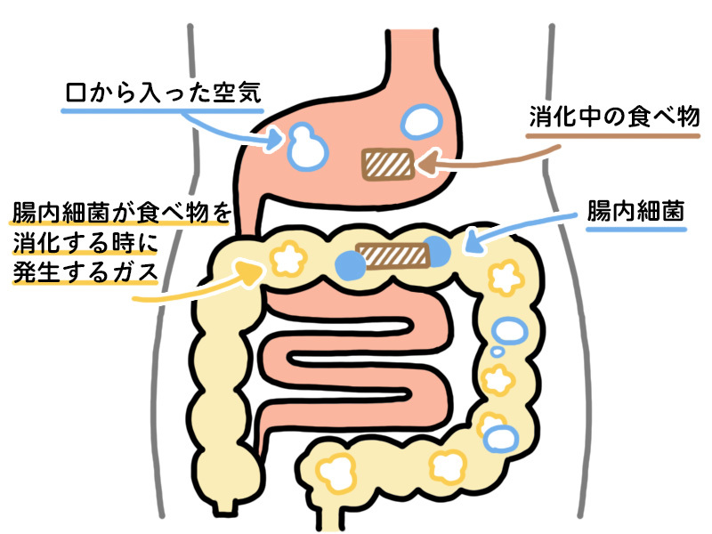 お腹にガスがたまるしくみ。