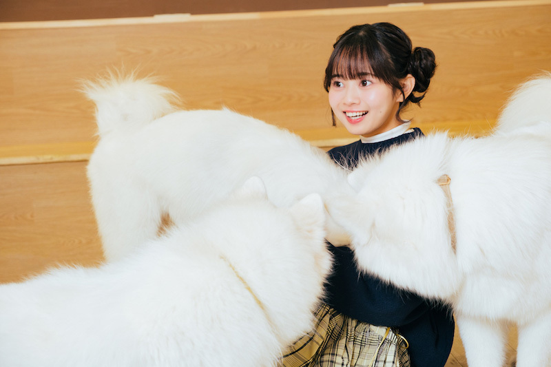 3頭のサモエドに囲まれて驚く近藤沙瑛子さん。