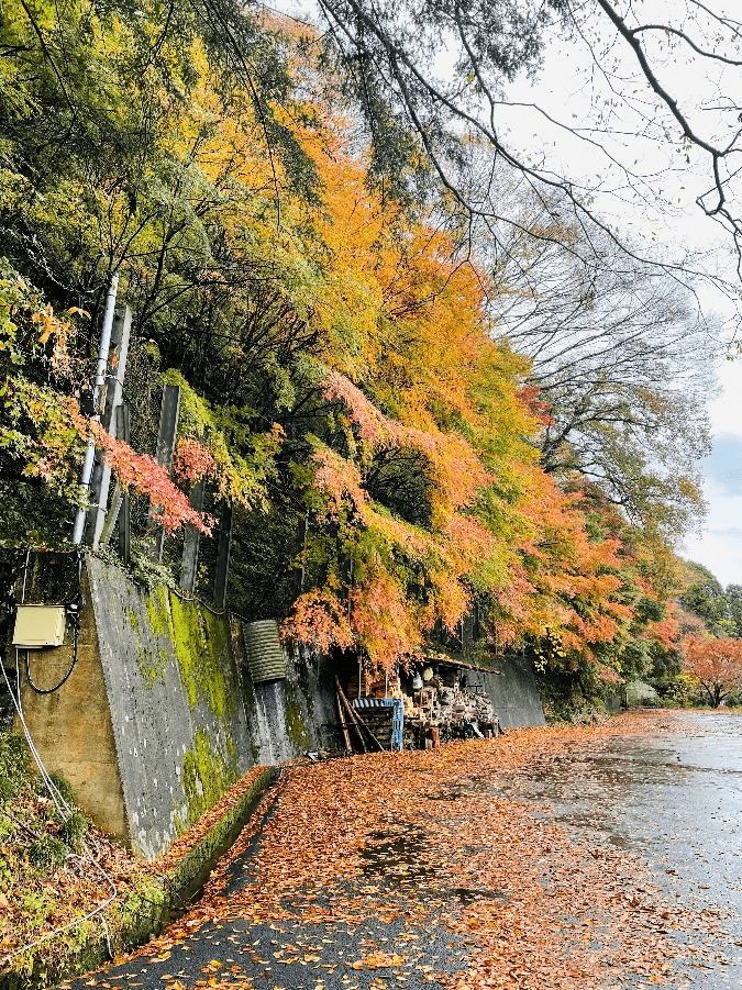 色彩豊かな紅葉